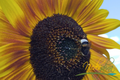 Vorschlag_2026_006