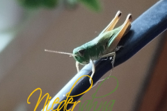 Vorschlag_2026_020
